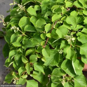 Hydrangea Japanese Vine – Flirty Girl – #2 Container