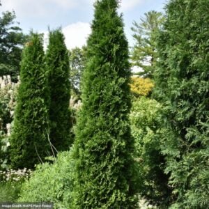 Arborvitae – American Pillar – #10 Container