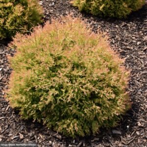 Arborvitae - Fire Chief - #3 Container