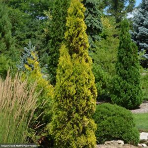 Arborvitae - Amber Gold - #6 Container