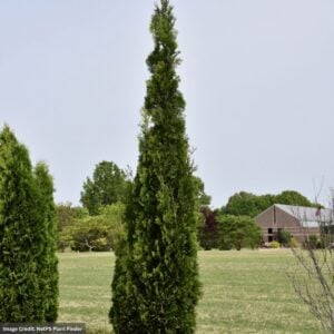 Arborvitae – Thin Man® – #7 Container