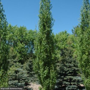 Birch - Parkland Pillar - #3 Container