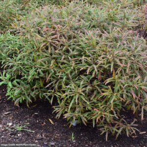 Sweetfern - #1 Container
