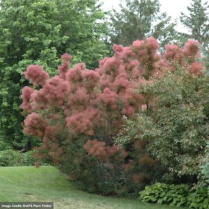 Smokebush – Royal Purple – #3 Container