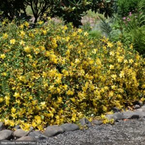 St. John’s Wort (Hypericum) – Hidcote – #3 Container