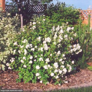 Mockorange – Buckley’s Quill – #3 Container