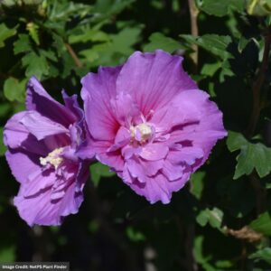Rose Of Sharon – Dark Lavendar Chiffon® – #3 Container
