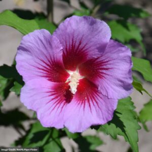 Rose Of Sharon – Purple Pillar® – #3 Container