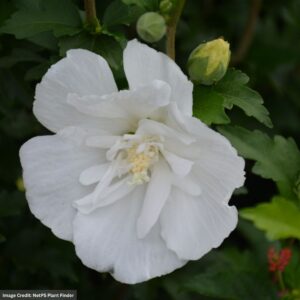 Rose Of Sharon – White Pillar® – #3 Container