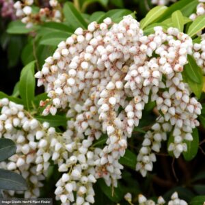Andromeda – Japanese Purity – #3 Container