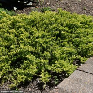 Juniper – Golden Pacific – #3 Container