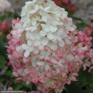 Hydrangea Paniculata – Vanilla Strawberry™ – #3 Container