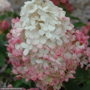 Hydrangea Paniculata – Vanilla Strawberry™ – #3 Container