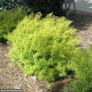 Spirea – Mellow Yellow – #3 Container