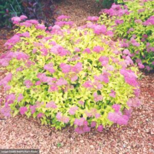 Spirea – Goldmound – 15-18″ – #3 Container