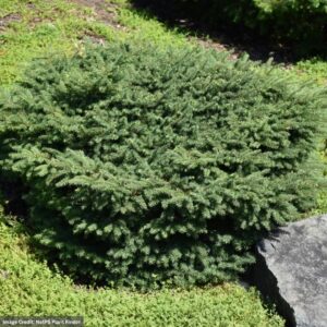 Spruce - Birds Nest - #3 Container