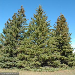 White Spruce - 5-6ft - B&B