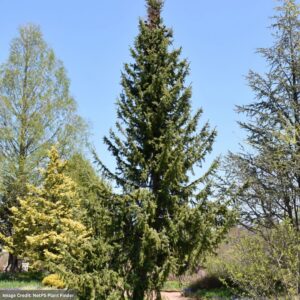 Serbian Spruce - 5-6ft - B&B
