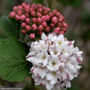 Viburnum – Spice Island™ – #5 Container
