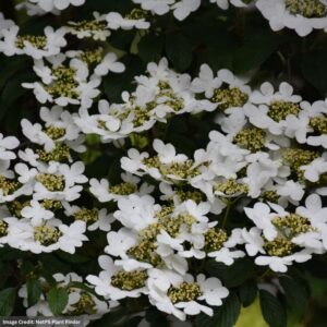 Viburnum – Summer Snowflake – #3 Container