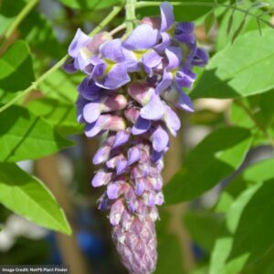 Wisteria – Amethyst Falls – #2 Container