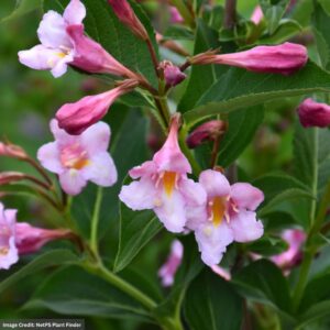 Weigela – Sonic Bloom® Pure Pink – #3 Container