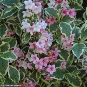 Weigela – Variegated – #3 Container