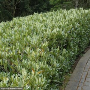 Laurel - Dwarf Cherry Otto Luyken - 21-24" - B&B
