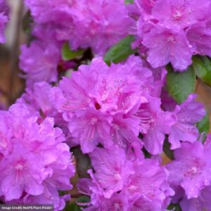 Rhododendron – Black Hat® – #2 Container