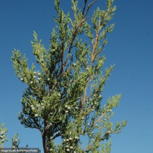 Juniper – Hetz Columnar – #7 Container