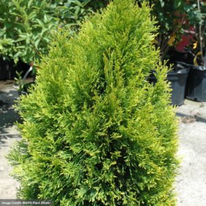 Arborvitae – Highlights – #10 Container
