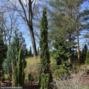 Arborvitae – Sting® – #3 Container
