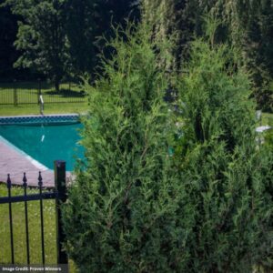 Arborvitae - Sasquatch™ Dark Green - #3 Container