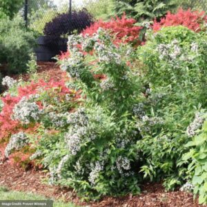 Abelia - Sweet Emotion Blaze® - #3 Container