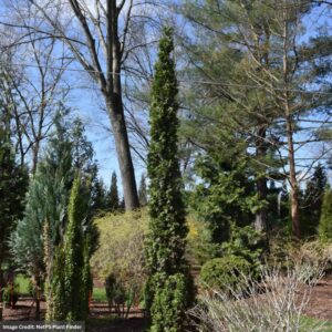 Arborvitae - Sting® - #5 Container
