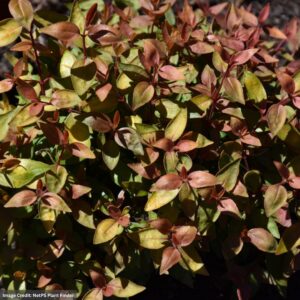 Abelia - Poco Loco® - #3 Container