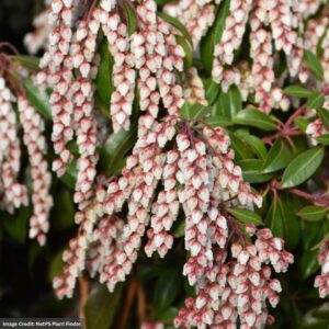 Andromeda – Japanese Dorothy Wycoff – #2 Container