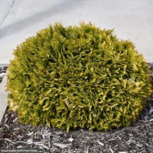 Arborvitae – Anna’s Magic Ball – #2 Container