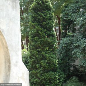 Arborvitae – Dark American – #5 Container