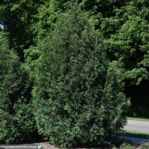 Arborvitae – Techny – 6-7ft – B&B