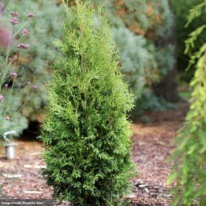 Arborvitae – Private Jet – #2 Container