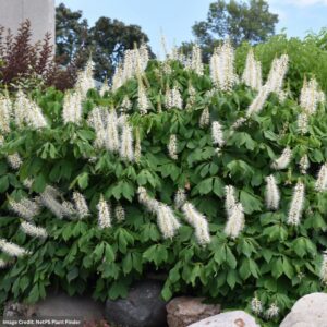Buckeye - Bottlebrush - #2 Container