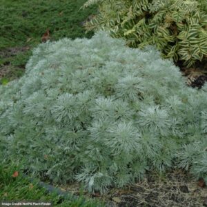 Wormwood (Artemisia) – Silver Mound – #1 Container