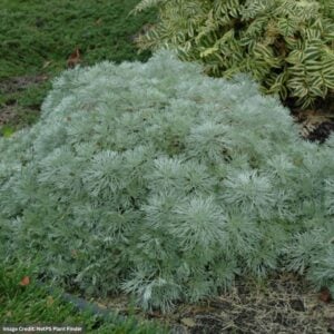 Wormwood (Artemisia) – Silver Mound – #2 Container