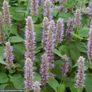 Hyssop (Agastache) – Blue Fortune – #2 Container