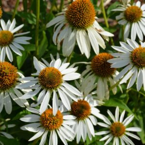 Coneflower (Echinacea Purpurea) – Happy Star – #2 Container