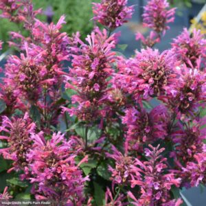 Hyssop (Agastache) - Morello - #1 Container