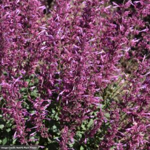 Hyssop (Agastache) – Meant to Bee™ Royal Raspberry – #1 Container