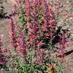 Hyssop (Agastache) – Kudos™ Ambrosia – #1 Container
