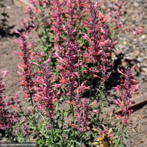 Hyssop (Agastache) – Kudos™ Ambrosia – #1 Container